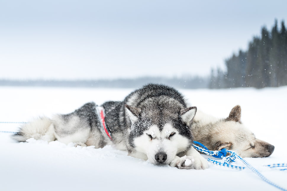 two Siberian huskies, snow, cold, sleeping, dog HD wallpaper