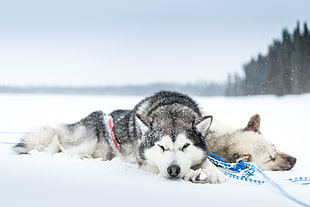 two Siberian huskies, snow, cold, sleeping, dog
