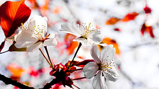 macro shot photography of white flowers