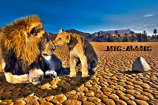 brown lion, animals, lion, nature, HDR