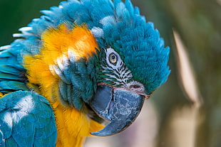 photo of blue-and-yellow macaw bird