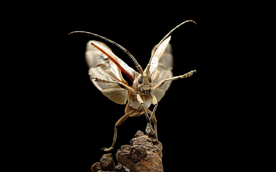 brow and beige moth, moths HD wallpaper