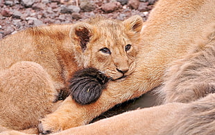 closeup photo of tiger cub lying on ground