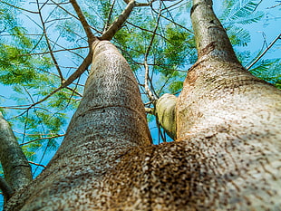 brown tree log during day time HD wallpaper