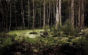 forest woods HD wallpaper