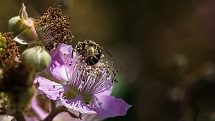 bees on violet flower macro shot shallow focus