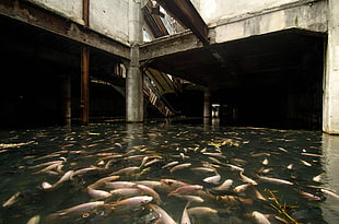 school of silver fish, fish, flood, abandoned