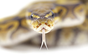 shallow focus photography of yellow and brown snake
