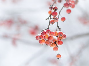small round red fruits HD wallpaper