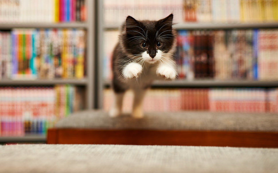 black and white tabby cat, jumping, cat, animals HD wallpaper