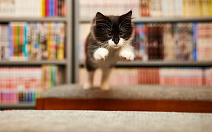 black and white tabby cat, jumping, cat, animals