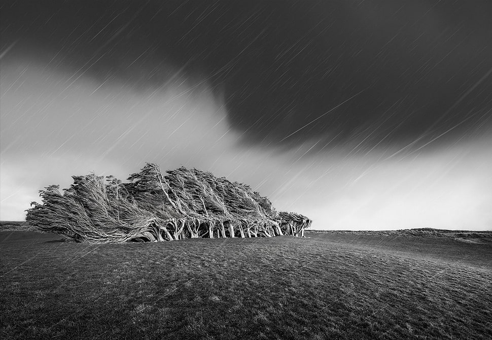 black and white zebra print bed sheet, nature, rain, trees, wind HD wallpaper