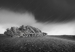 black and white zebra print bed sheet, nature, rain, trees, wind
