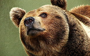 Grizzly Bear HD wallpaper