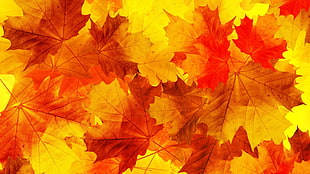 brown maple leaves, nature, leaves, minimalism, fall