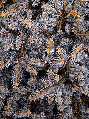 gray plants, Spruce, Spines, Branches HD wallpaper