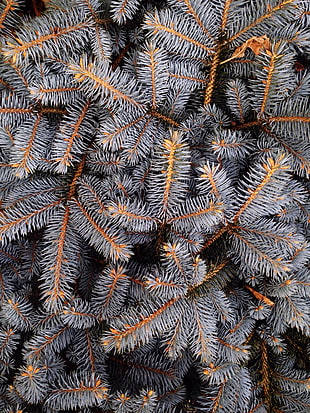 gray plants, Spruce, Spines, Branches