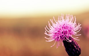 selective focus photography of pink lesser burdock flower