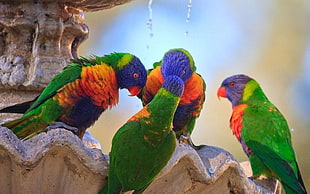 five Rainbow lorikeets perching on birdbath