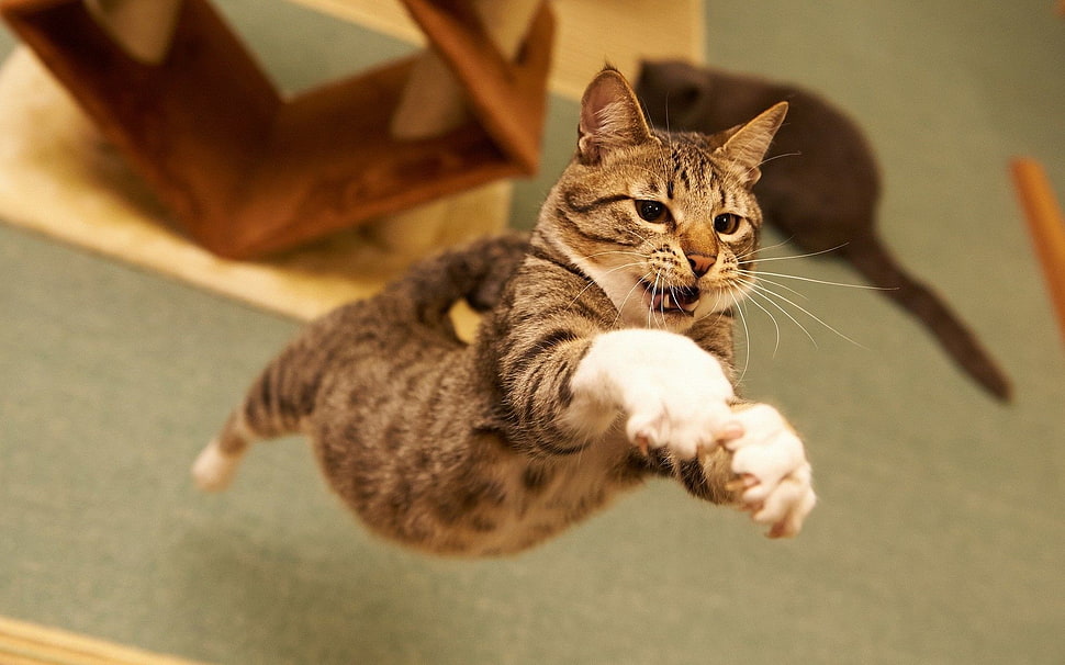 jumping brown tabby cat, animals, cat HD wallpaper