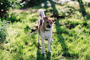 short-coated medium white and tan dog at green grass during daytime