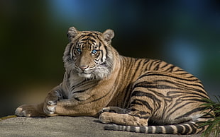 tiger lying on brown rock at daytime HD wallpaper