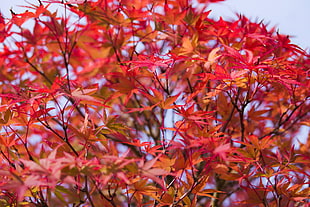 pink leaf tree, Leaves, Branches, Tree