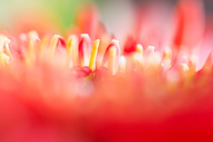 macro shot of yellow and red flower HD wallpaper