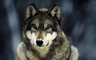 adult brown and gray Husky, wolf, animals