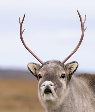 grey four-legged mammal, svalbard HD wallpaper