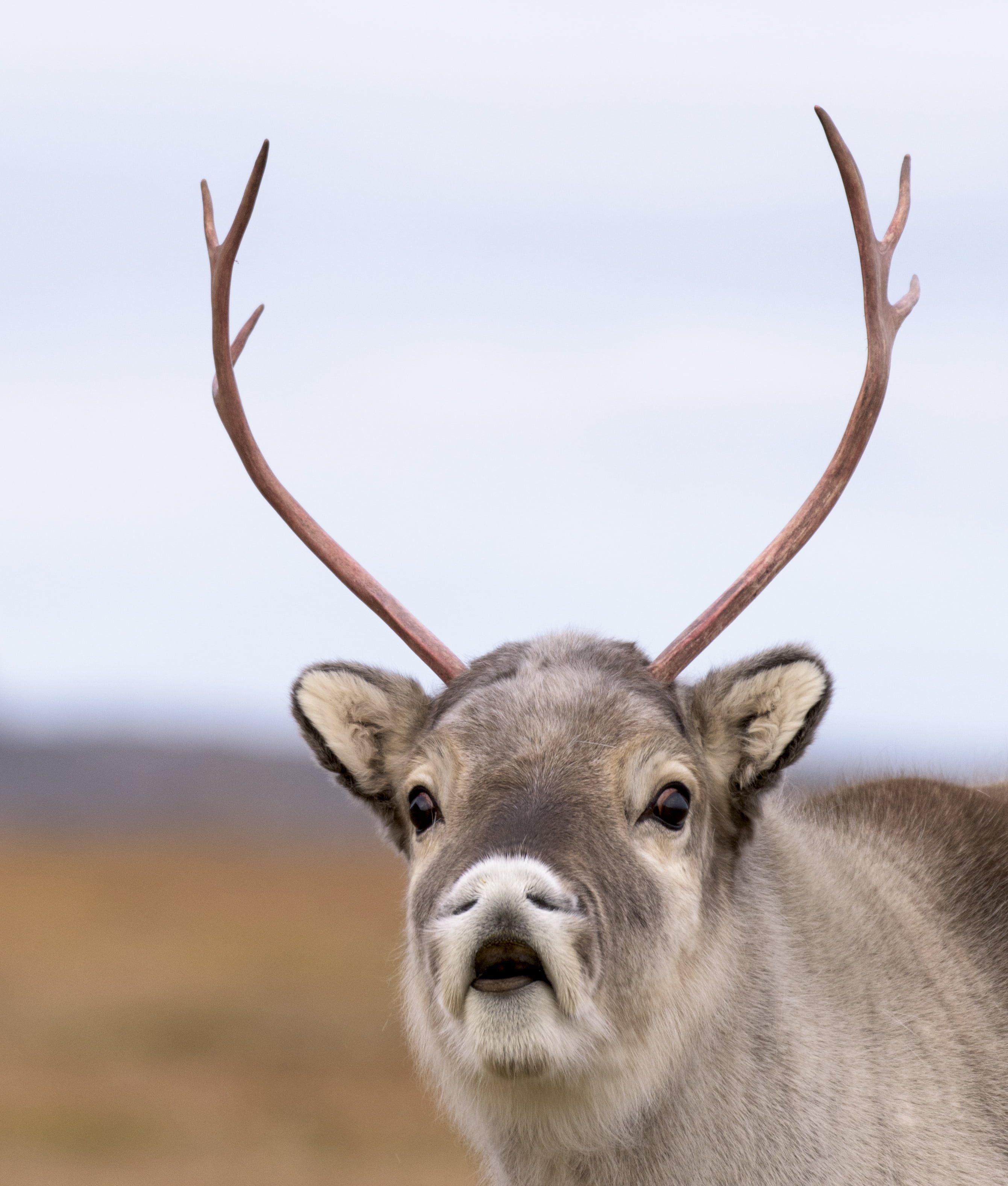 grey four-legged mammal, svalbard