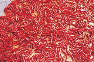 red chili lot HD wallpaper