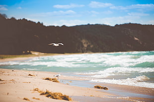 white seagull, nature, water, beach