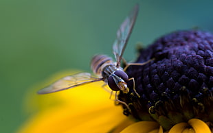 hover fly in close-up photography perching on purple and yellow flower