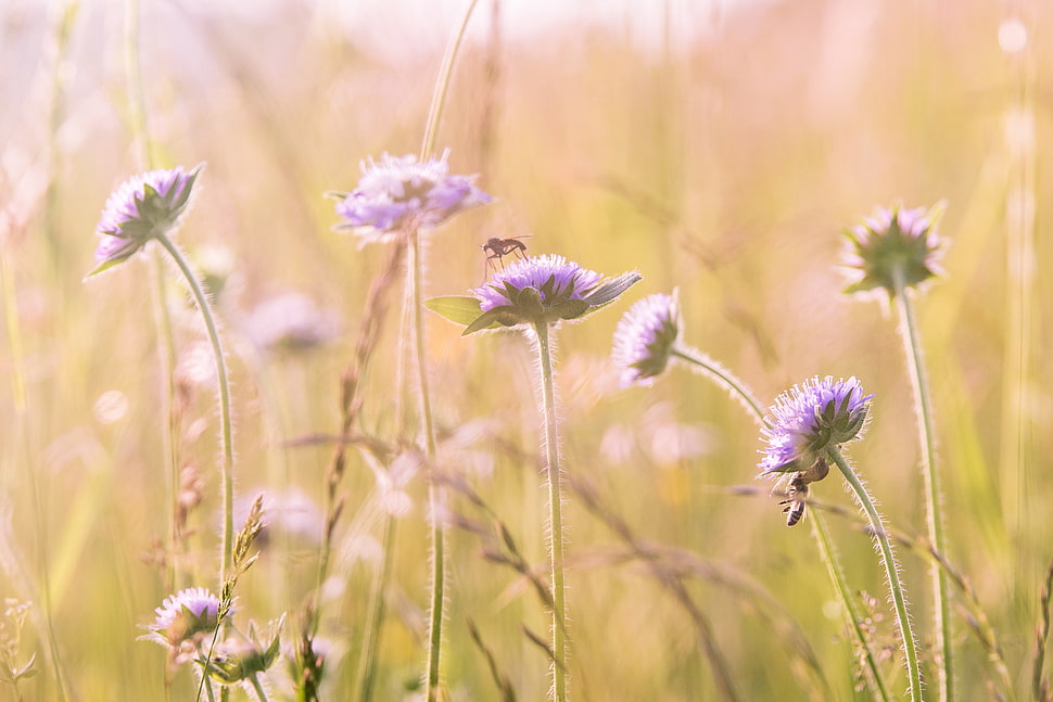 Purple Flower Field HD wallpaper