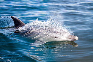 gray dolphin, animals, dolphin, splashes, sea HD wallpaper