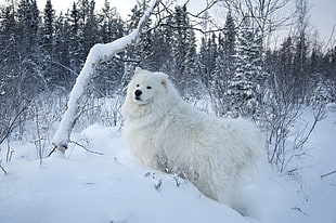 white snow wolf