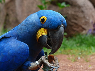 selective focus photo of yellow-eyed blue Macau with black beak