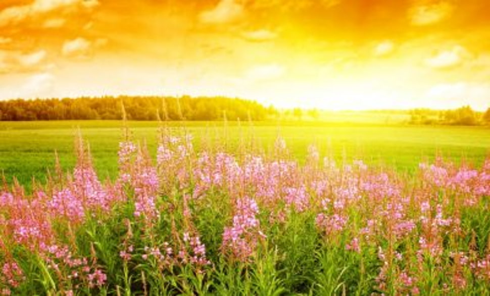 photo of pink petaled flowers during golden hour HD wallpaper