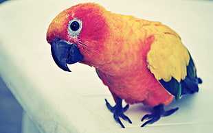 orange, yellow and black Parrot