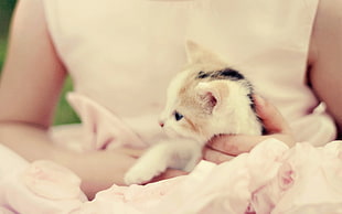 close up photo of person holding kitten HD wallpaper