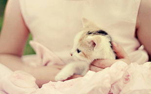 close up photo of person holding kitten