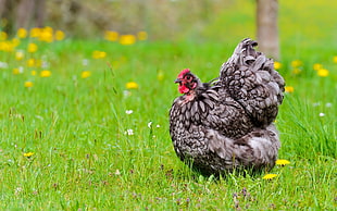 gray chicken