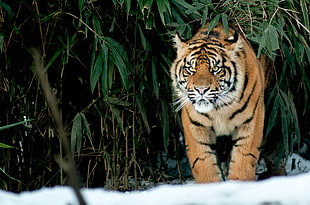 brown tiger, tiger, animals, big cats