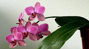Orchid,  Flower,  Stem,  Leaf HD wallpaper