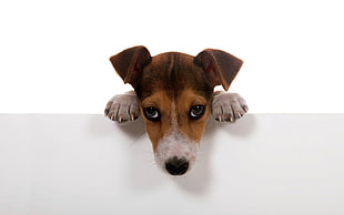 adult Jack Russell Terrier closeup photography HD wallpaper