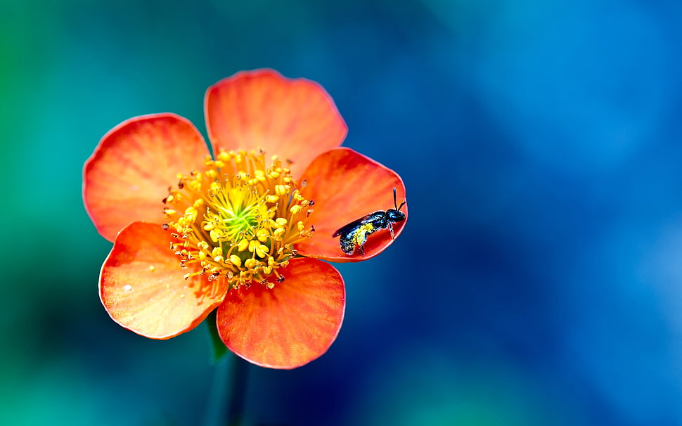 closeup photography of blue Wasp perched on red petaled flower HD wallpaper