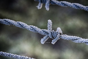 barbwire covered with ice in closeup photo
