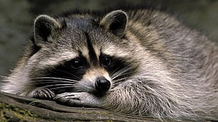 gray raccoon, animals, nature, raccoons