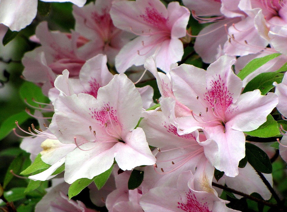 closeup photography of white-and-pink petaled flowers HD wallpaper